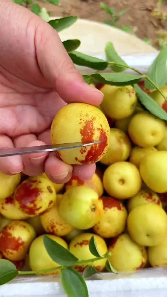 大荔與黃驊冬棗 產(chǎn)地直發(fā)，品質鮮甜