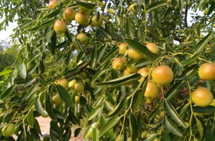 黃驊三娘冬棗采摘園全攻略 門票、地址、游玩指南及圖片分享