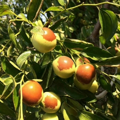 黃驊冬棗 冬季碩果，香甜滿園
